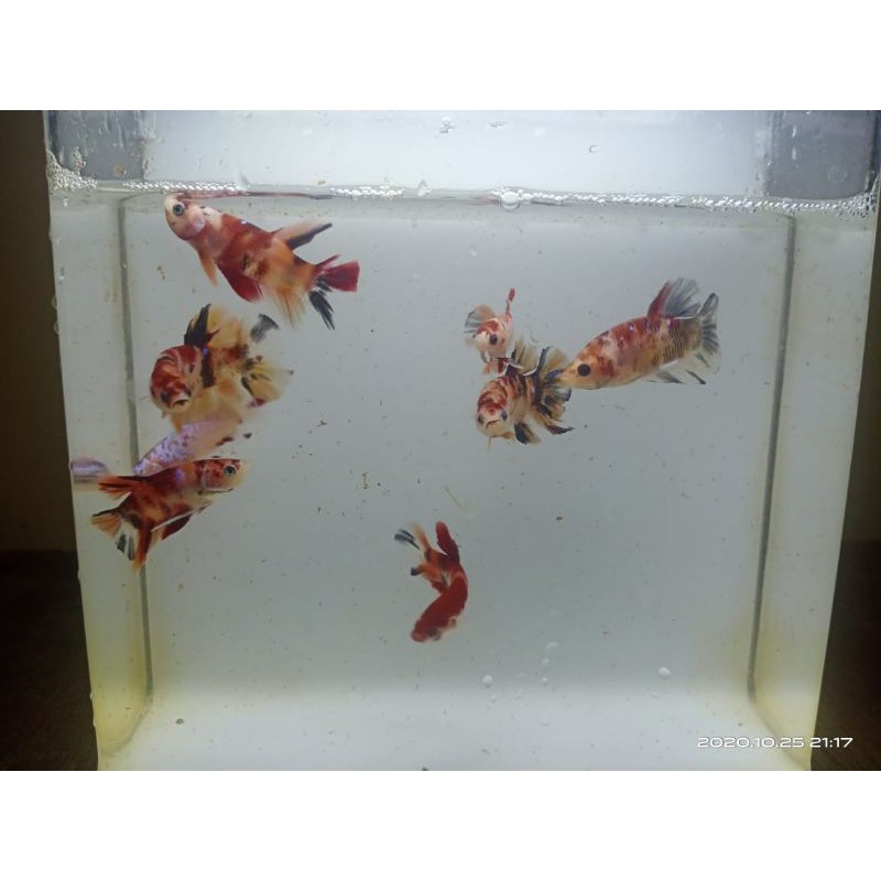 Cupang nemo galaxy candy/klasik/multicolor