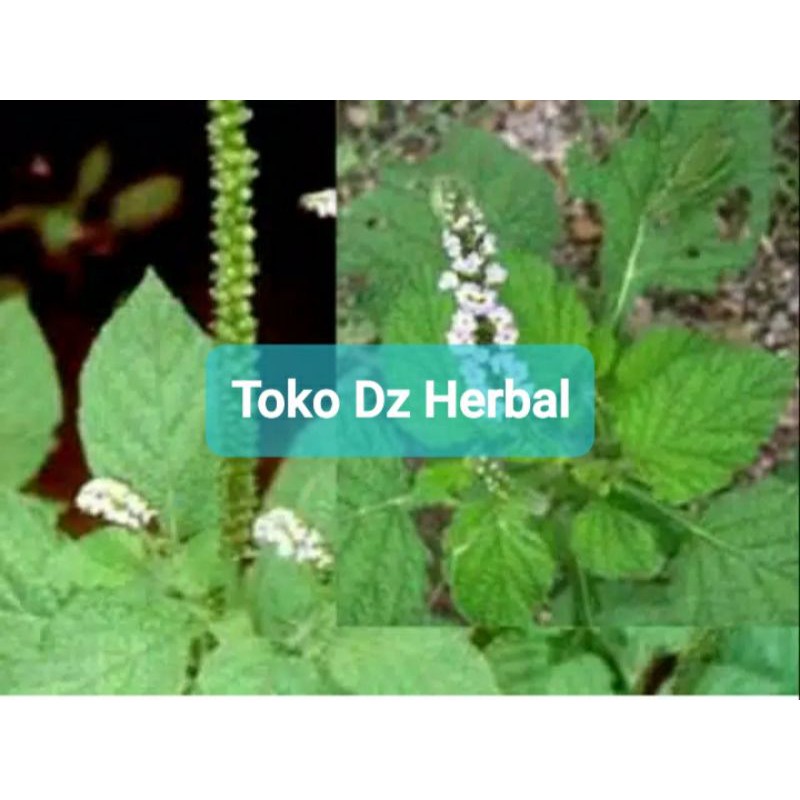 

Daun sangketan segar 250 gram fresh