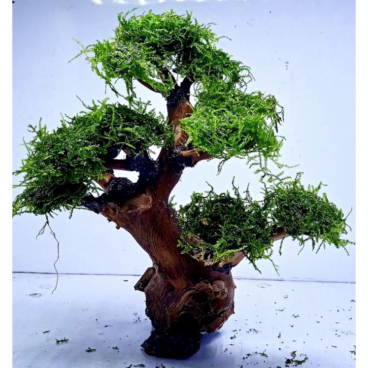 Jual BONSAI AQUASCAPE EDISI SPESIAL BUAT AQUARIUM UKURAN 3040CM