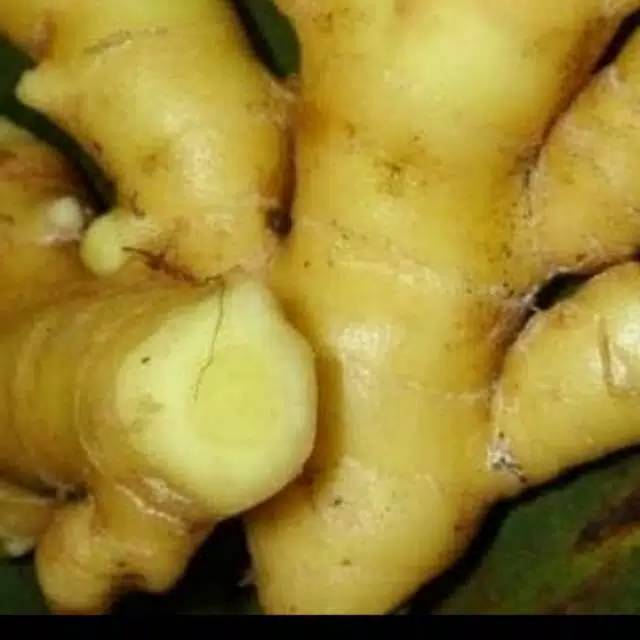 

Temu putih segar /kunyit putih 1kg CURCUMA ZEDOARIA