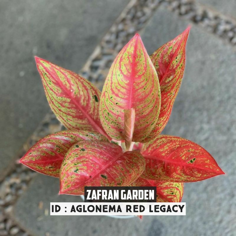 Aglonema Red Legacy