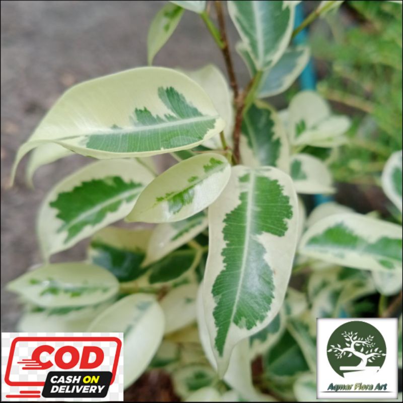 BERINGIN PUTIH/ FICUS VARIEGATA PUTIH