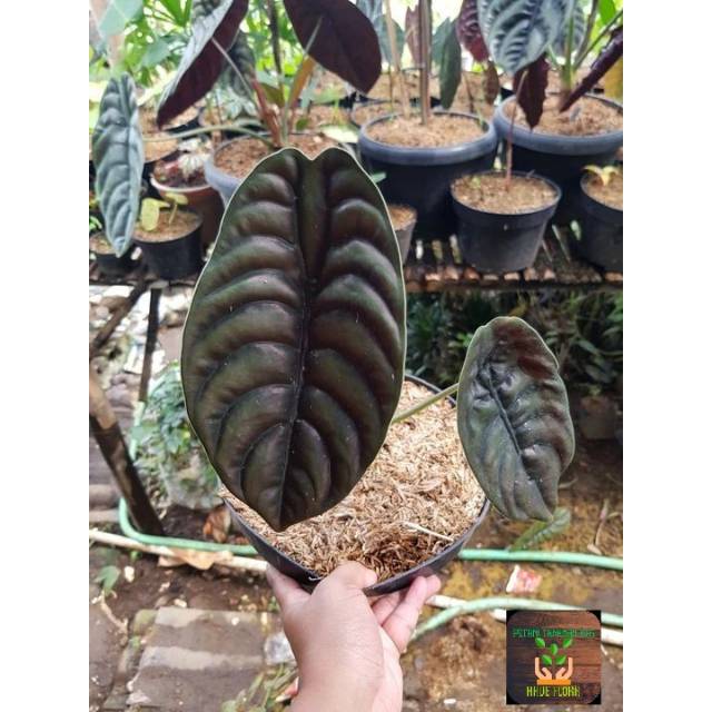 Tanaman hias alocasia cuprea/keladi tengkorak small size
