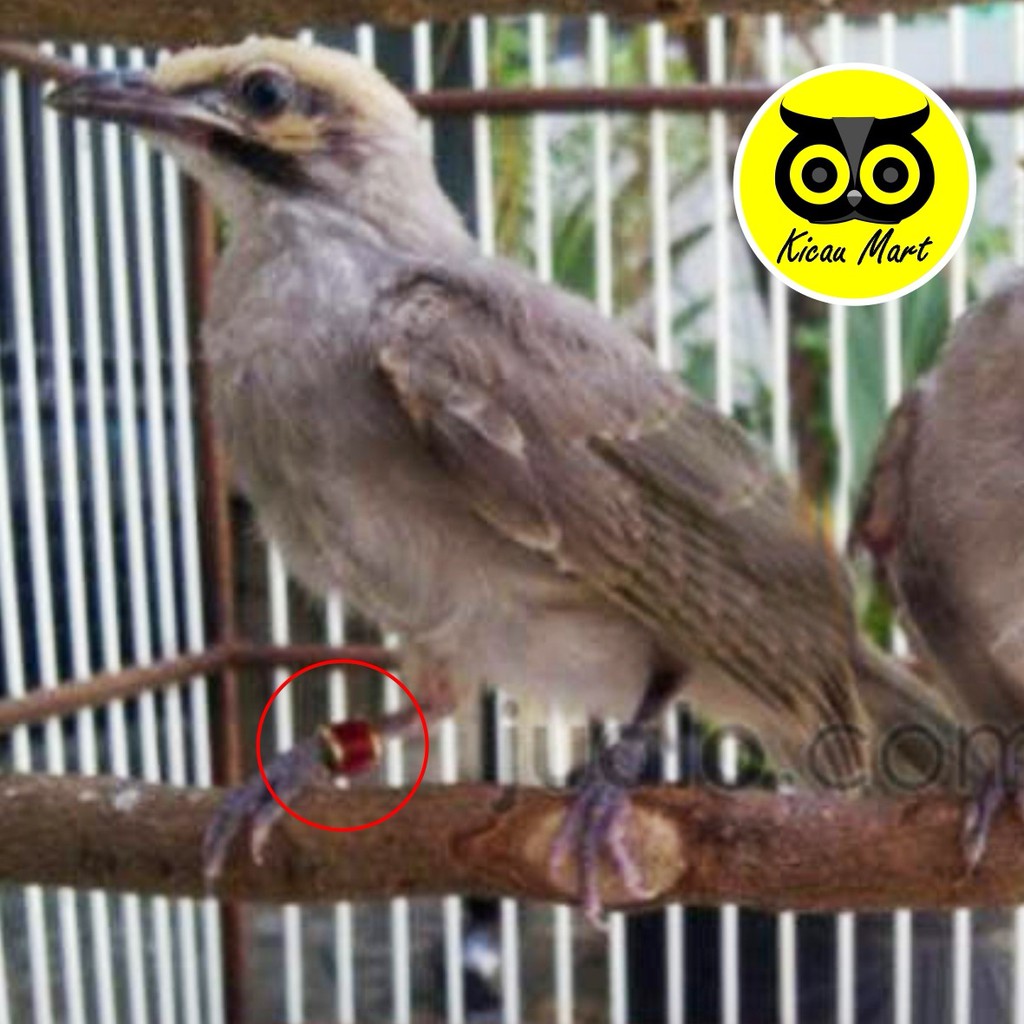 RING BURUNG LASER PENANDA KAKI BURUNG CUCAK GELANG CINCIN PENGAMAN KAKI BURUNG FOOT BIRD WGOILBJ1