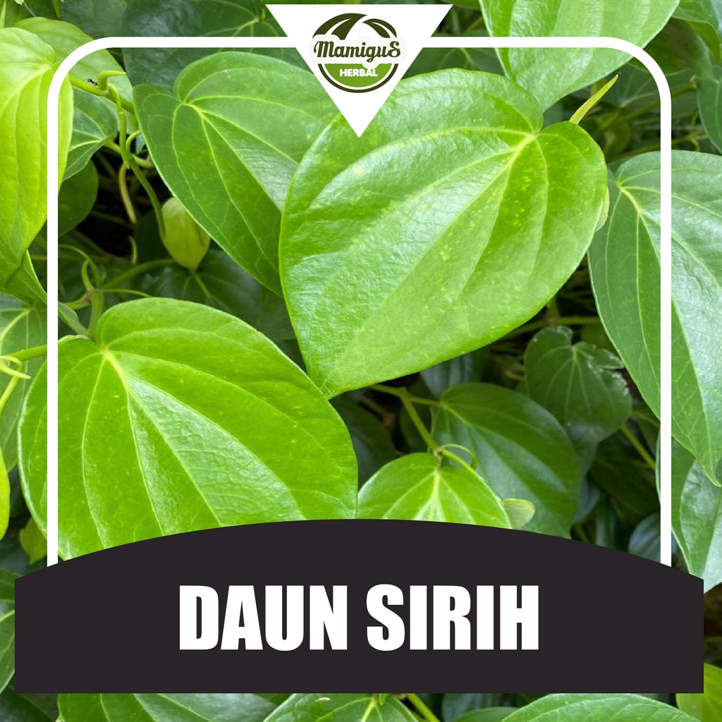 

Daun Sirih / Suruh Segar 25 Lembar