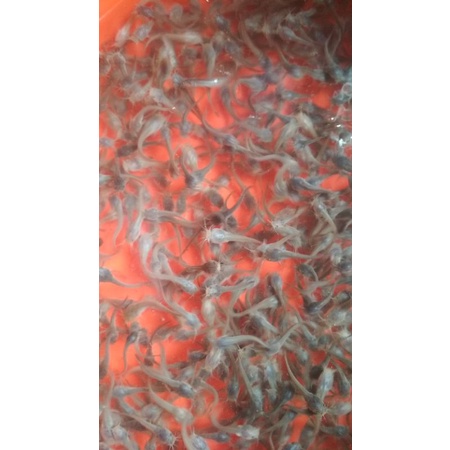 bibit lele size 2-4cm sbg pakan predator atau pembesaran per kantong  (isi ±150 ekor)