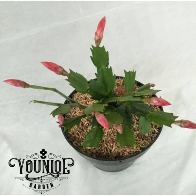 Tanaman hias wijaya kusuma kepiting bunga merah / tanaman bunga wijaya kusuma / wijaya kusuma