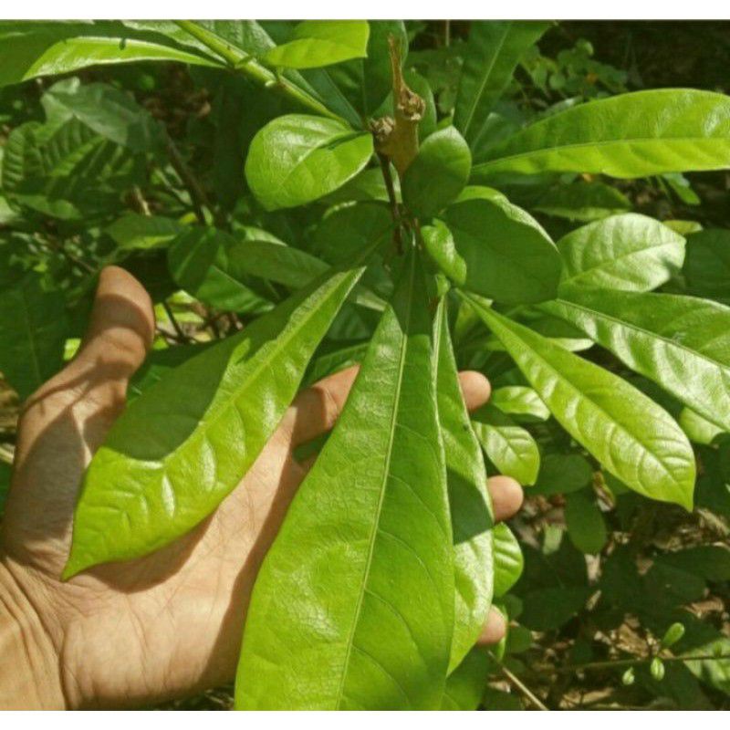 

Daun maja / Berenuk /Gerenuk (500gr)