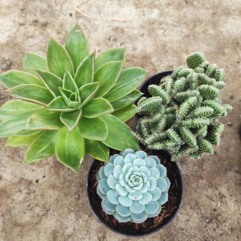 paket sukulen jumbo isi 3pcs