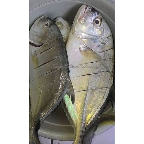 

Ikan Kuwe Bongkok Segar