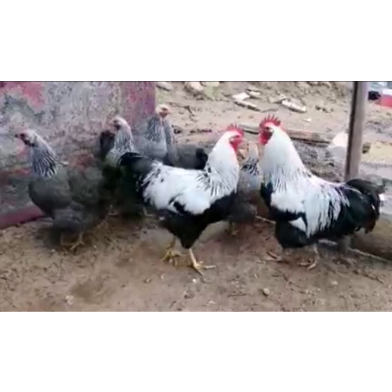 

Telur ayam Silver penciled rock ory impor. telur fertil untuk di tetaskan.