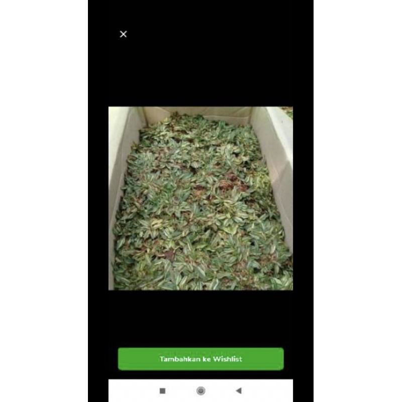 Bibit Rumput Gajah Mini Varigata