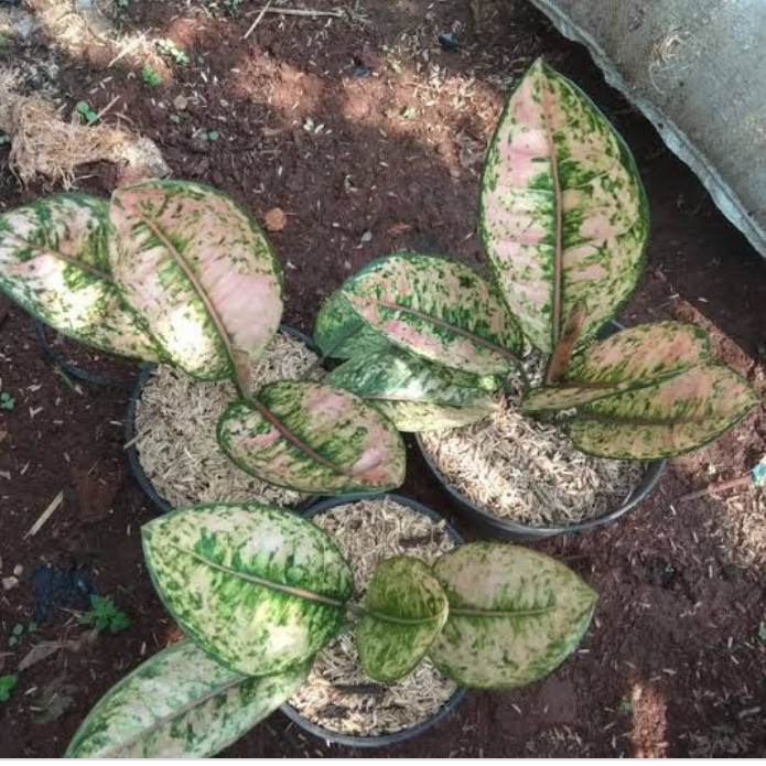 bibit donacarmen mutasi