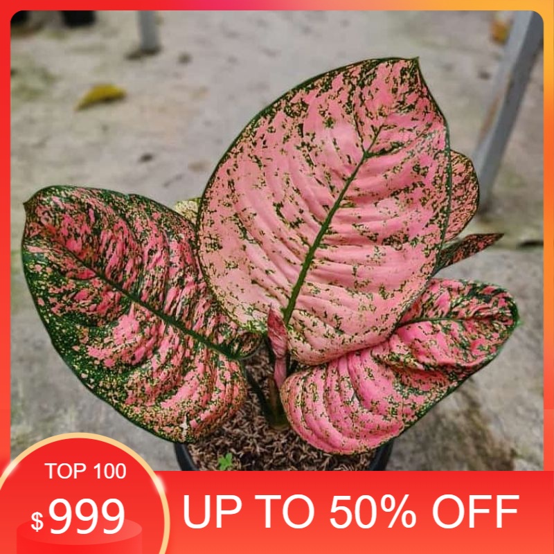 Bonggol aglonema Ruby kura