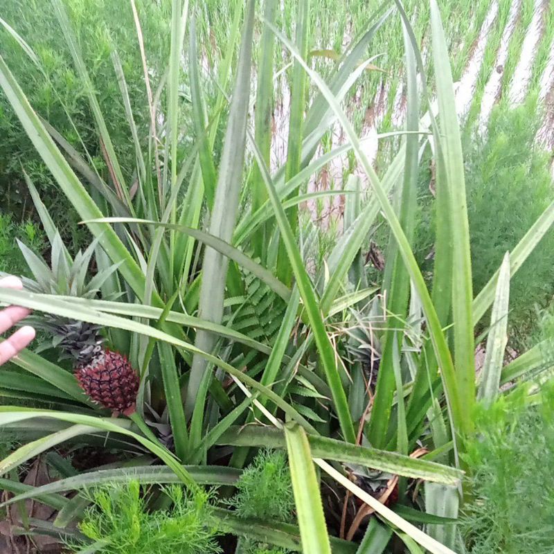

herbal Daun Nanas segar AUPER QUALITY