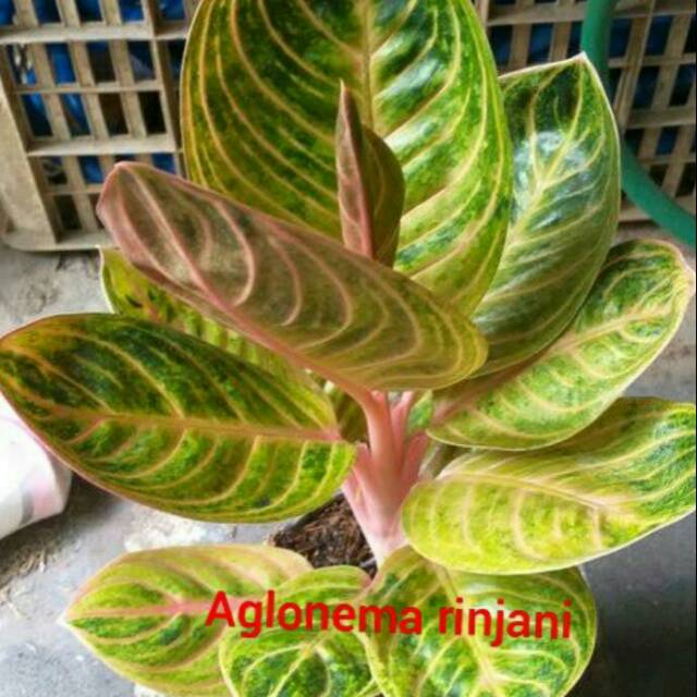 PROMO  Bonggol aglonema Rinjani