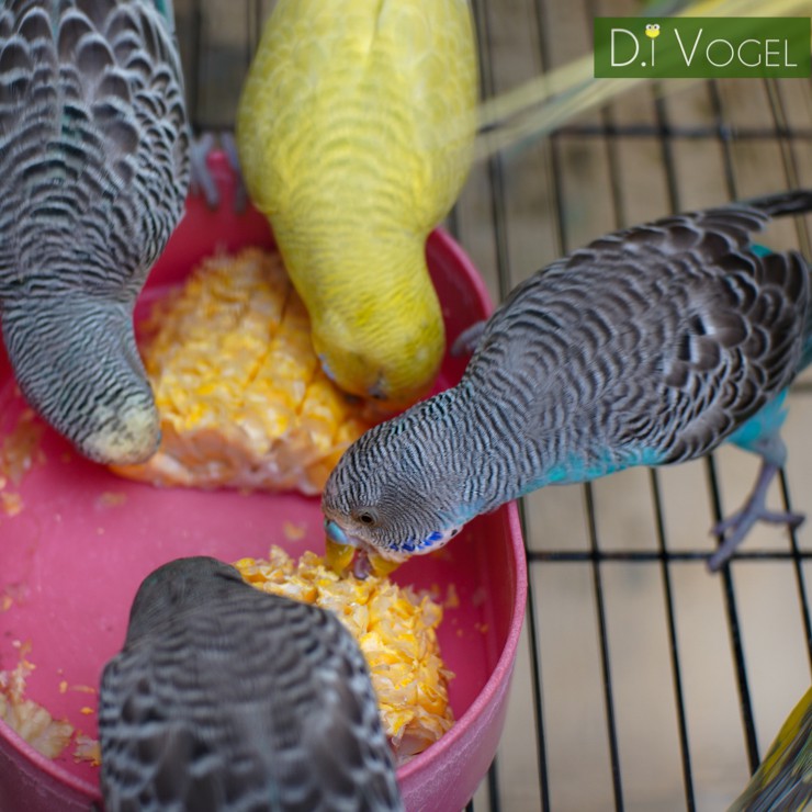 Burung Parkit Sky Blue Biru Putih Shopee Indonesia