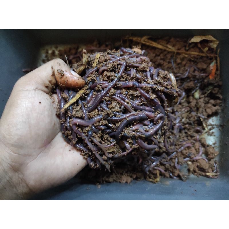 cacing tanah pakan hidup