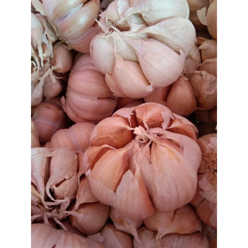 

Gratong Bawang Putih Banci / Honan Bersih 1 Kg