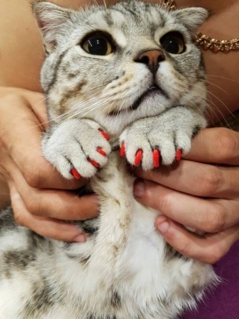soft Kuku palsu kucing anjing cantik murah 20 kuku