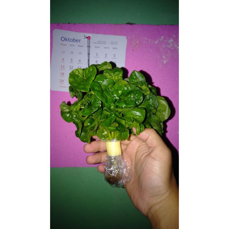 Bibit Stek Bayam Brazil