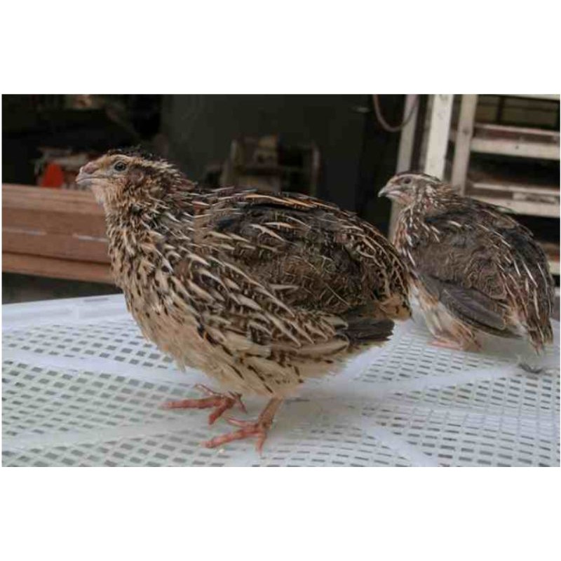 

burung puyuh dewasa