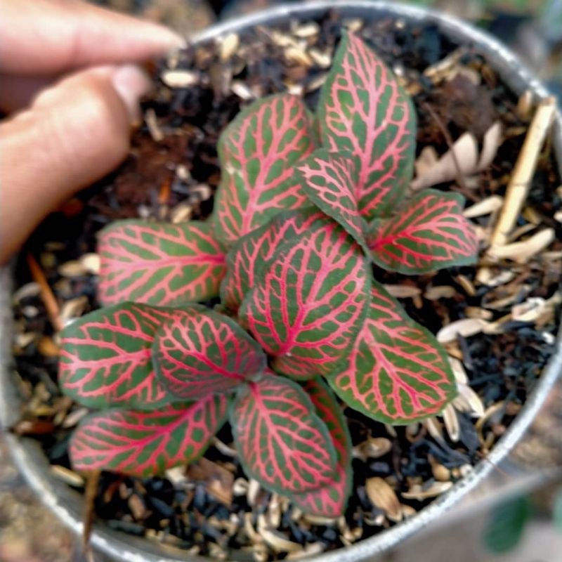 Tanaman Hias Bunga Hidup Pitonia - Tanaman indor pitonia.