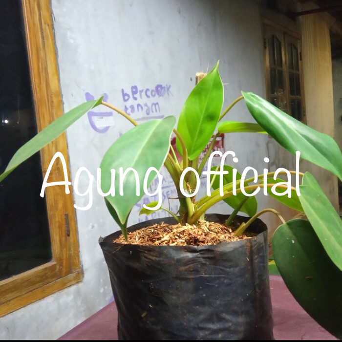 tanaman hias philodendron green emerald - philo