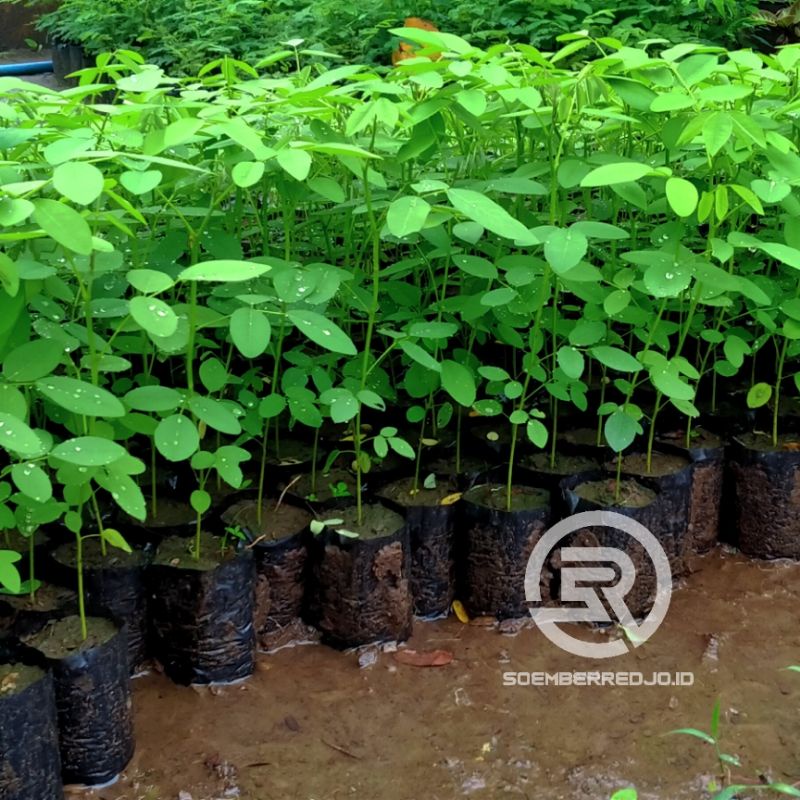 Beli 5 Gratis 1 Bibit Tanaman Indigofera  Pakan Kambing