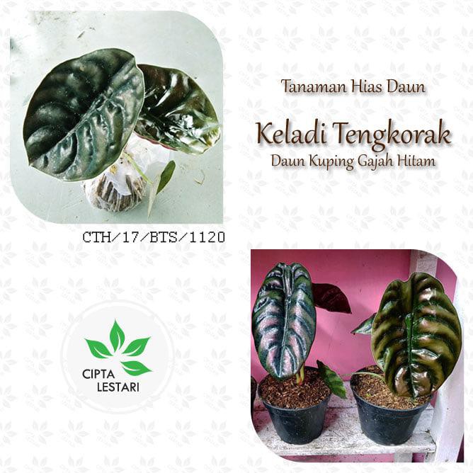 New Tanaman Hias Keladi Tengkorak Alocasia Cuprea Daun Kuping Gajah Hitam Stok Terbatas Shopee Indonesia