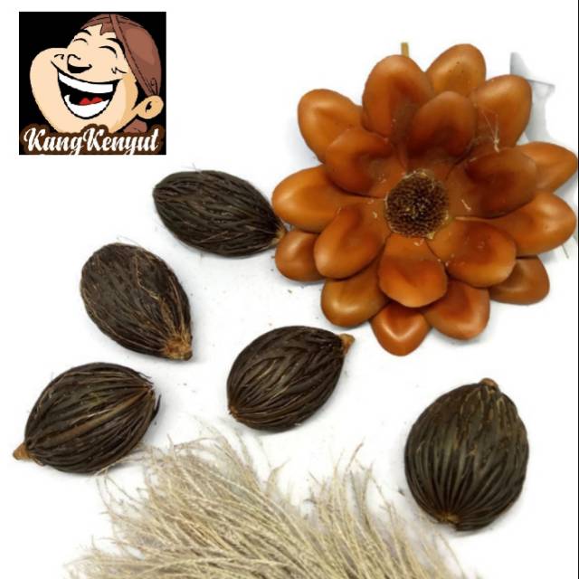 Biji palem bukan biji rotan