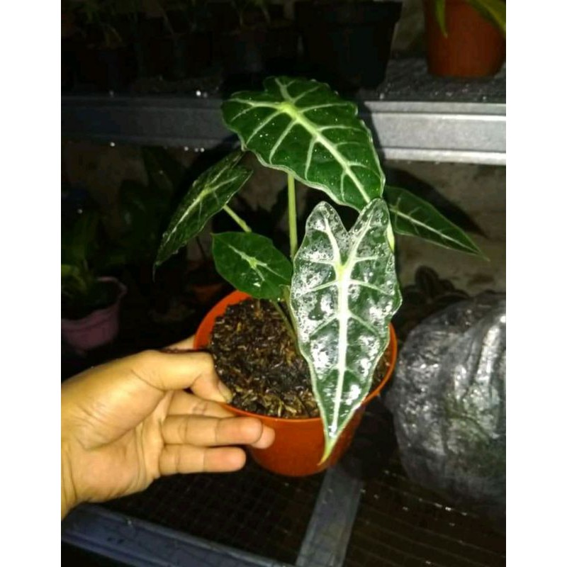 tanaman hias keladi amazon remaja