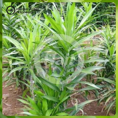 

Daun suji (10lembar)
