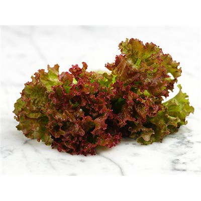 

Lettuce Lolorosa Organik