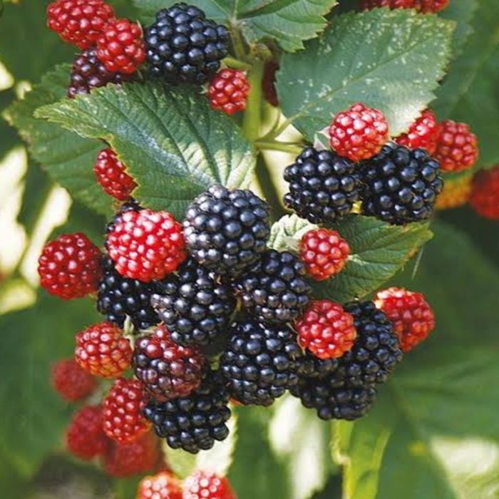 bibit tanaman buah blackberry cangkok