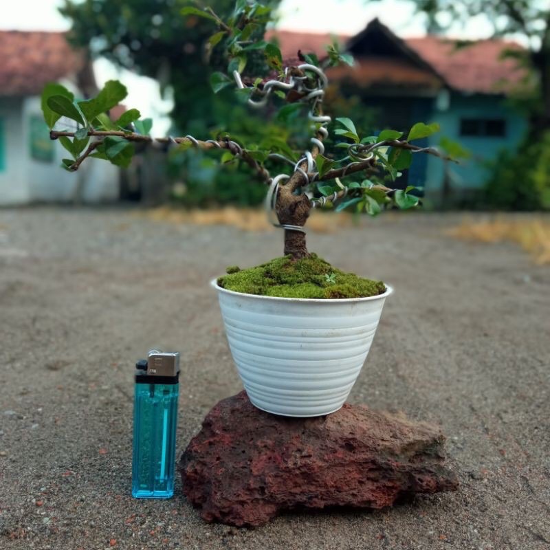 bonsai hokianti