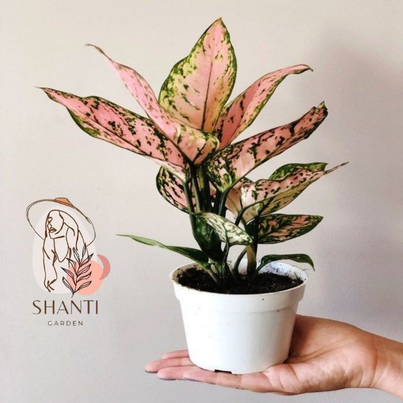 Aglonema lady valentine lady pink