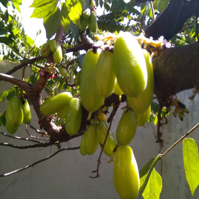 

Buah Belimbing Wuluh Segar Langsung Petik Pohon