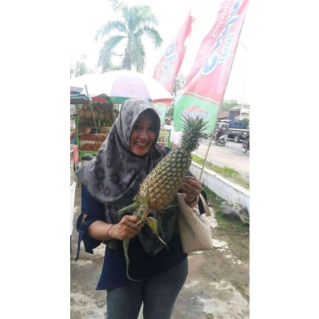 bibit nanas madu lereng gunung kelud