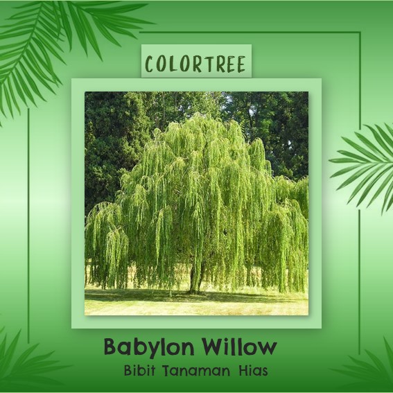 Bibit Tanaman Hias Babylon Willow
