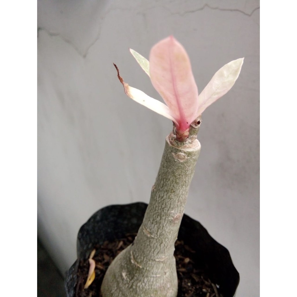 Adenium Grafting, Bunga Tumpuk - Varigata Plonthang