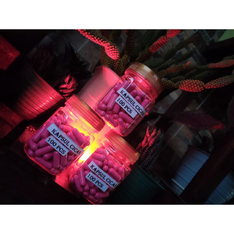 kapsul cicak kering 100pcs/100kapsul obat gatal-gatal