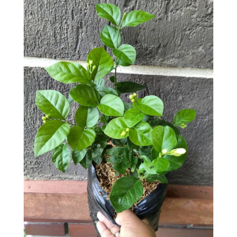 Tanaman Hias Bunga Melati Kampung (Jasminum Officinale) Berbunga - bibit melati kampung bunga murah - BAKUL KEMBANG