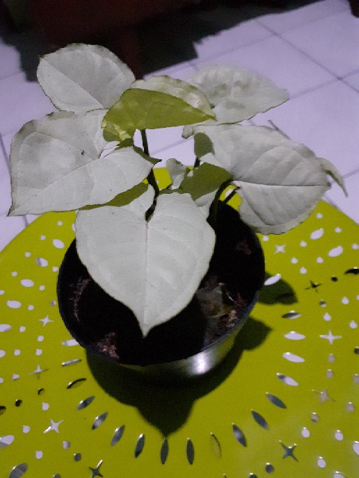 Tanaman Hias Syngonium Salju