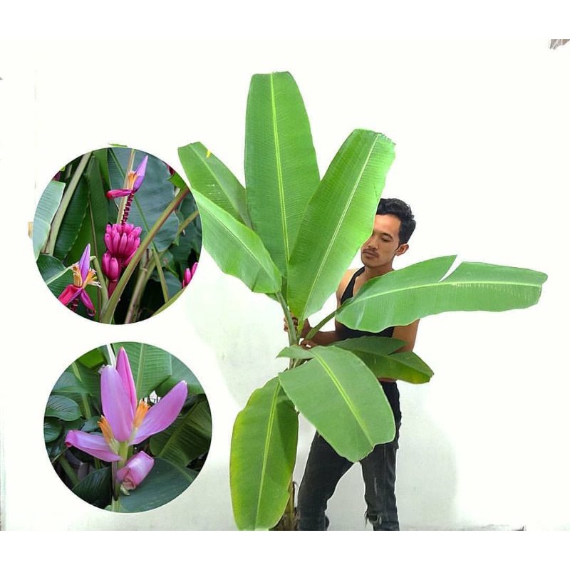 FahriOrchid - Musa ornata, Pisang songgo langit, langka jantung berwarna pink, cocok menghias rumah 