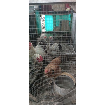 ayam brahma sepasang