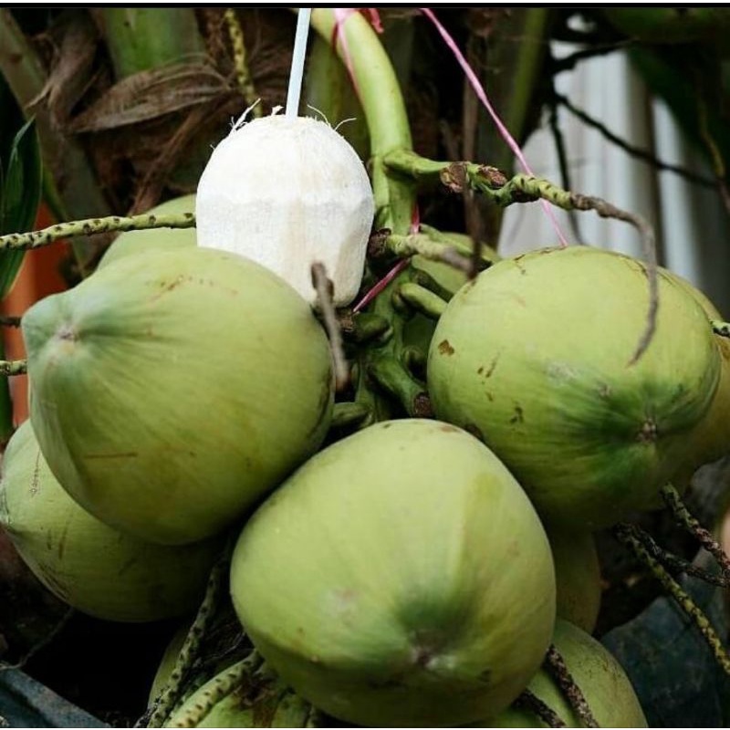 Bibit kelapa pandan wangi
