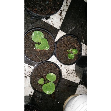 biji jemani mangkok daun 4