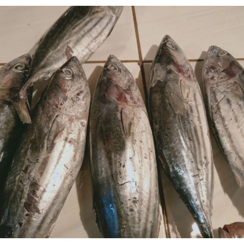 

Ikan Cakalang Fresh 1kg