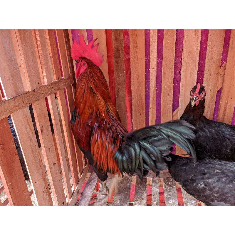 

TELUR TETAS KUB 2 JANAKA KAKI KUNING MURNI FERTIL